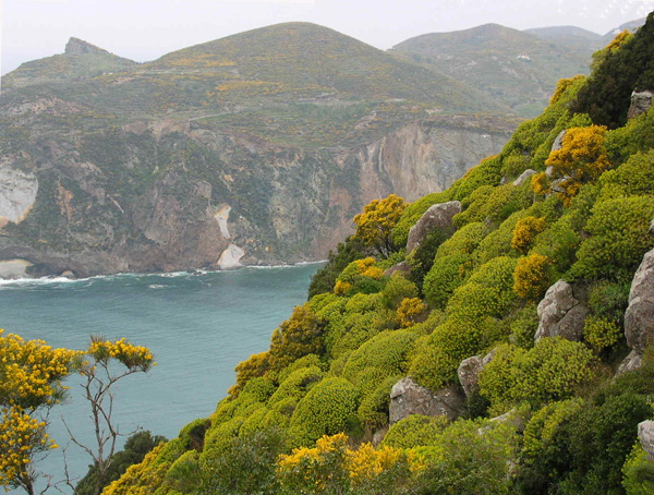 Macchia Mediterranea